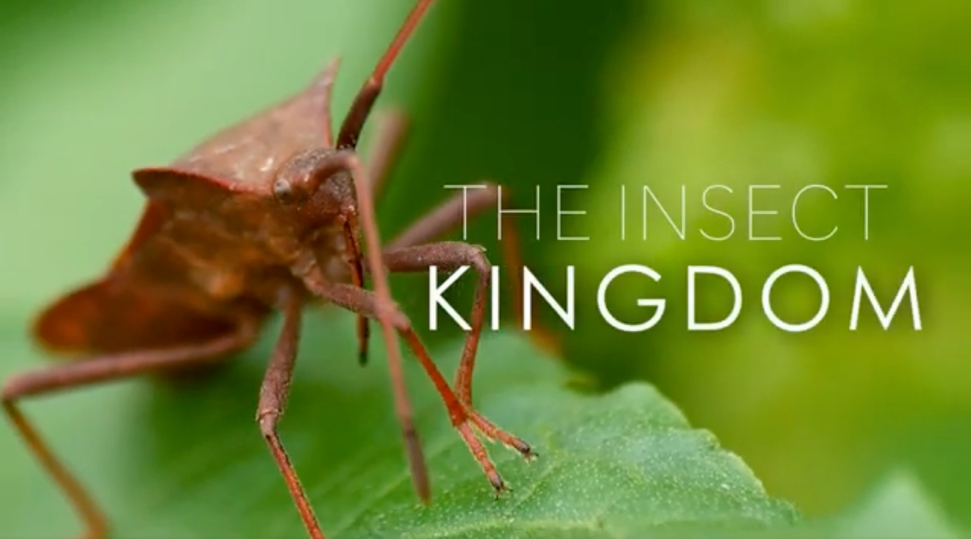 The Insect Kingdom Documentary